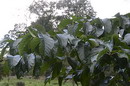 توسکای ییلاقی